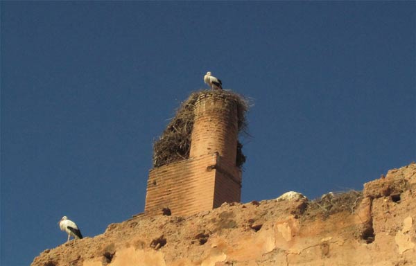 Störche El-Badi Palast Marrakesch
