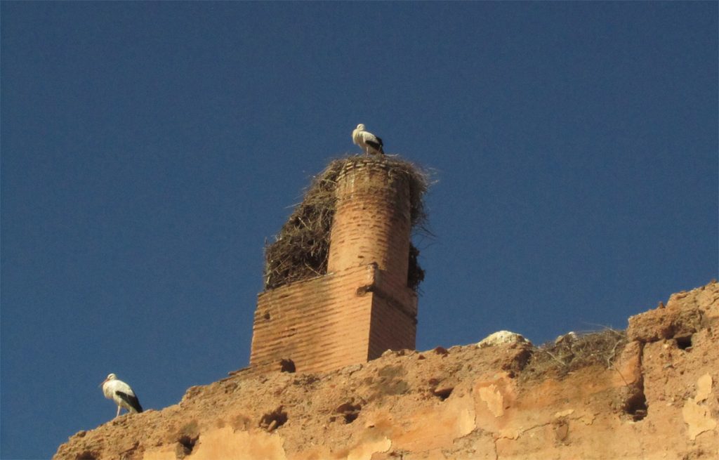Störche am El-Badi Palast in Marrakesch