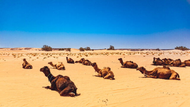 Dromedare, Erg Chegaga, Marokko