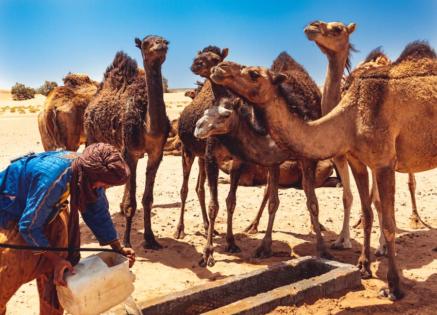 Dromedare am Erg Chegaga in Marokko