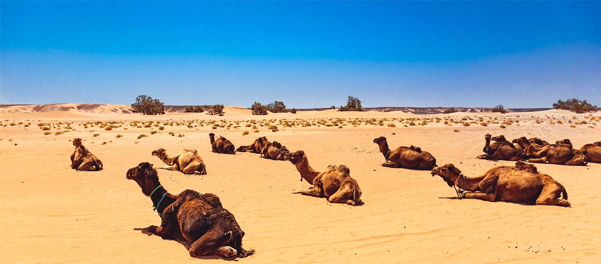 Dromedare in der Sahara, Marokko 