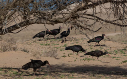 Waldrappe in Marokko