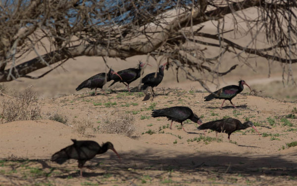 Souss-Massa Nationalpark