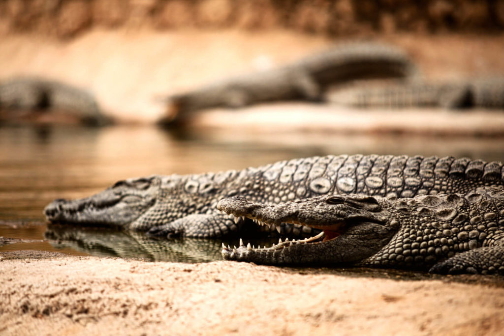 Krokodile im Krokodilpark Agadir