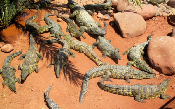 Der Crocoparc Agadir zeigt Krokodile hautnah