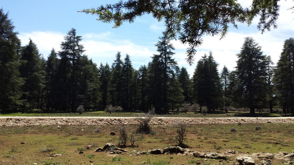 Ifrane Nationalpark Marokko