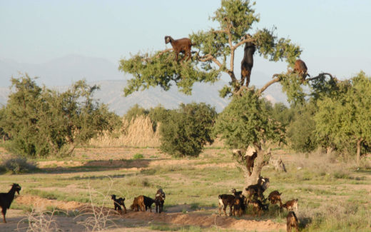 Ziegen auf Arganbaum in Marokko