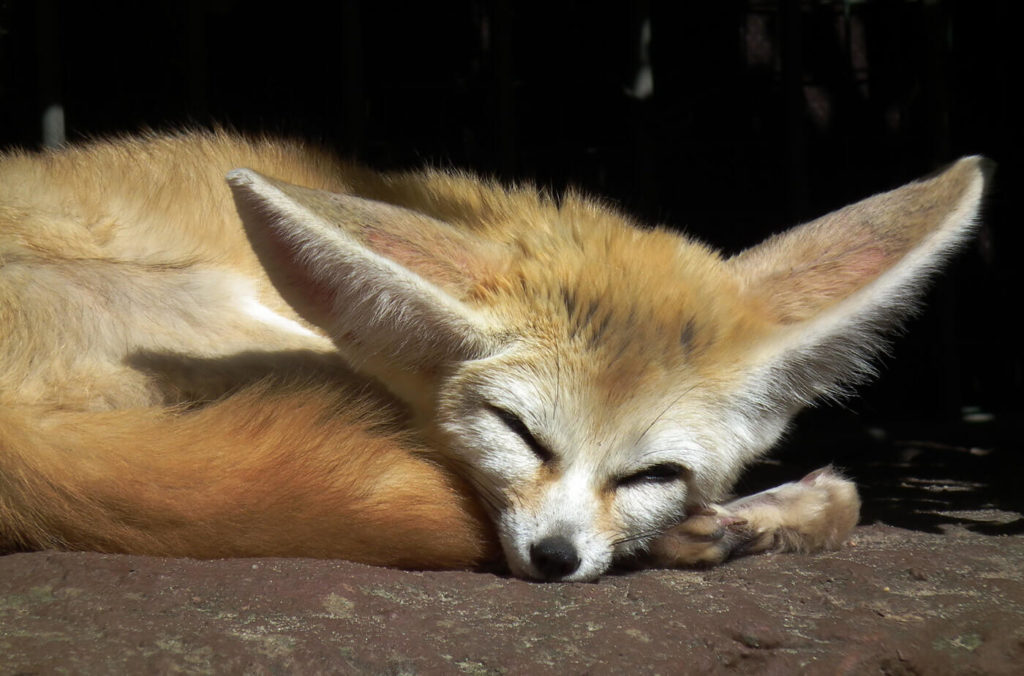 Der marokkanische Fennek