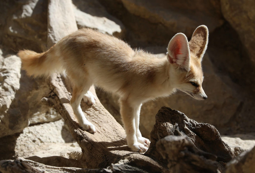 Fennek mit großen Ohren