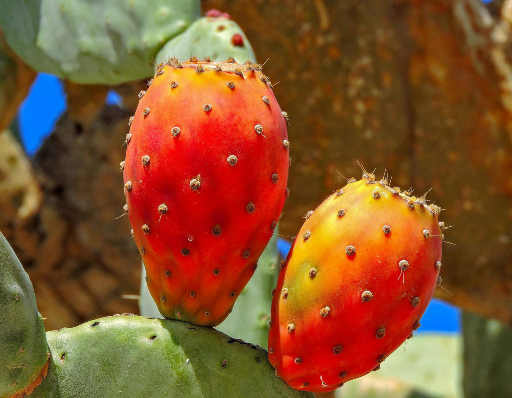 Kaktusfeigen Marokko