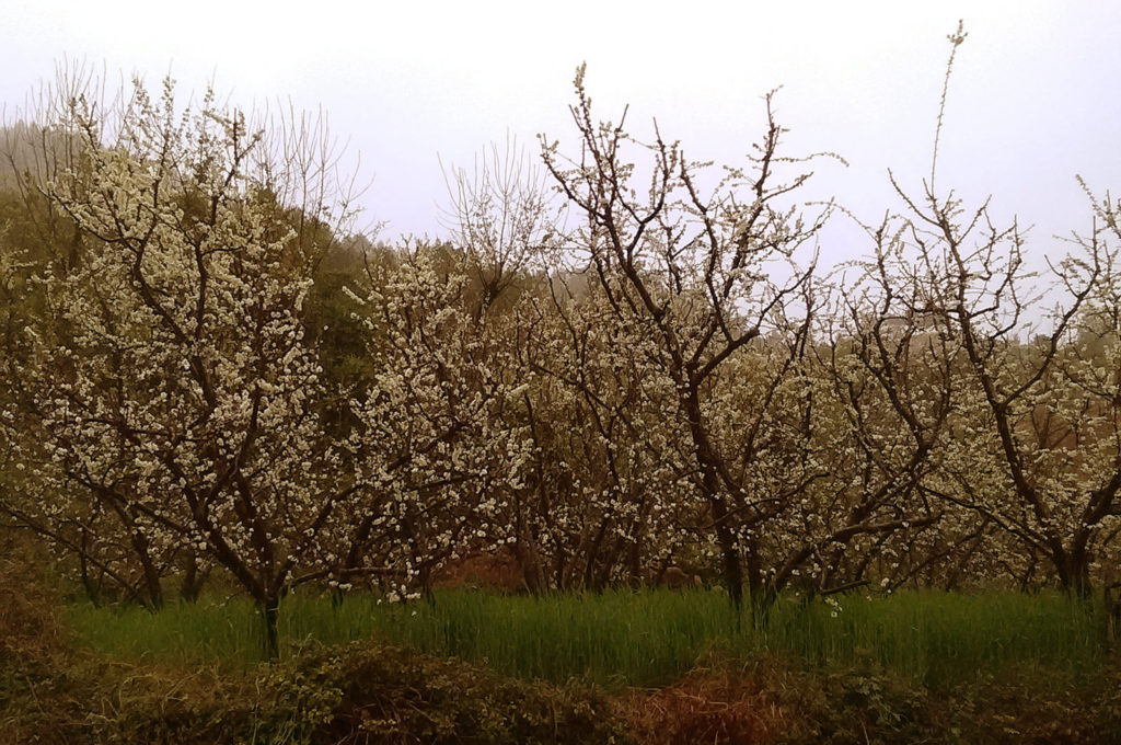 Mandelbäume Marokko