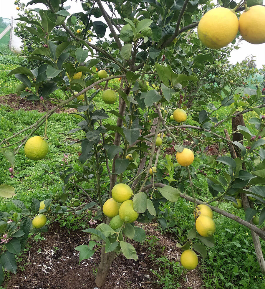 Zitronenbaum Marokko